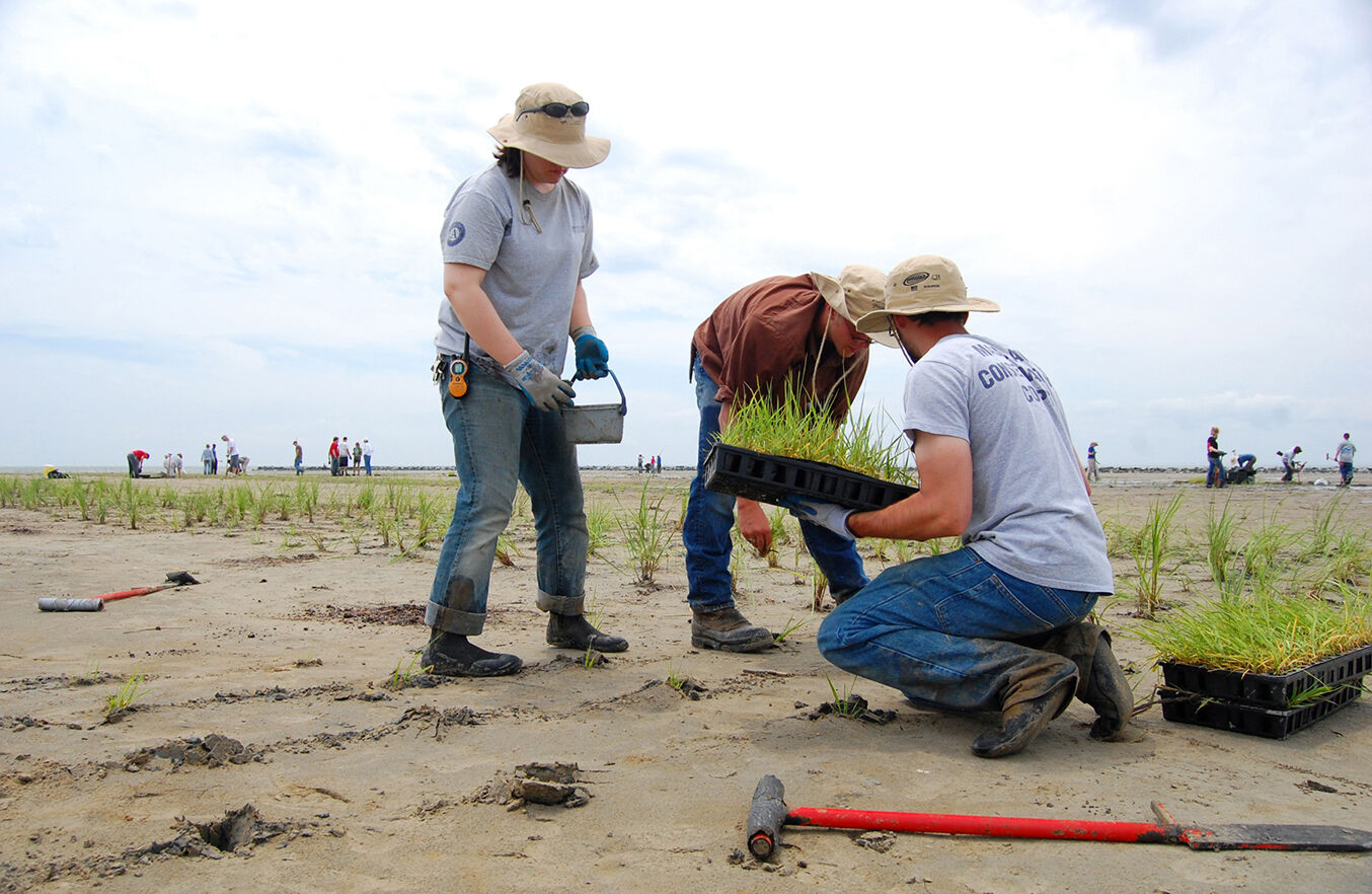 Marsh restoration, Barren Island